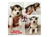 Dijual 4 Ekor Alaskan Malamute Puppies Bloodline Dream Castle di Bandung