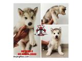 Dijual 4 Ekor Alaskan Malamute Puppies Bloodline Dream Castle di Bandung
