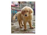 Dijual Anak Anjing Golden Retriever di Palem Ganda Asri, Tangerang 