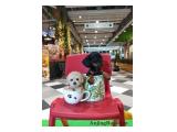 Dijual 8 Ekor Mini Tekel Puppies by Royal King Kennel di Serpong, Tangerang