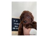 Dijual Anjng Red Toy Poodle Super Red di Jakarta
