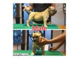 Dijual Puppy American Bully 1 Male dan 3 Female di Jakarta