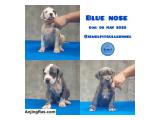 Dijual 3 Pitbull Puppy Blue Nose High Quality di Palembang